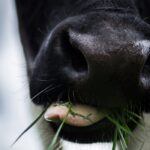 Detailed close-up of a cow's mouth chewing fresh grass outdoors.