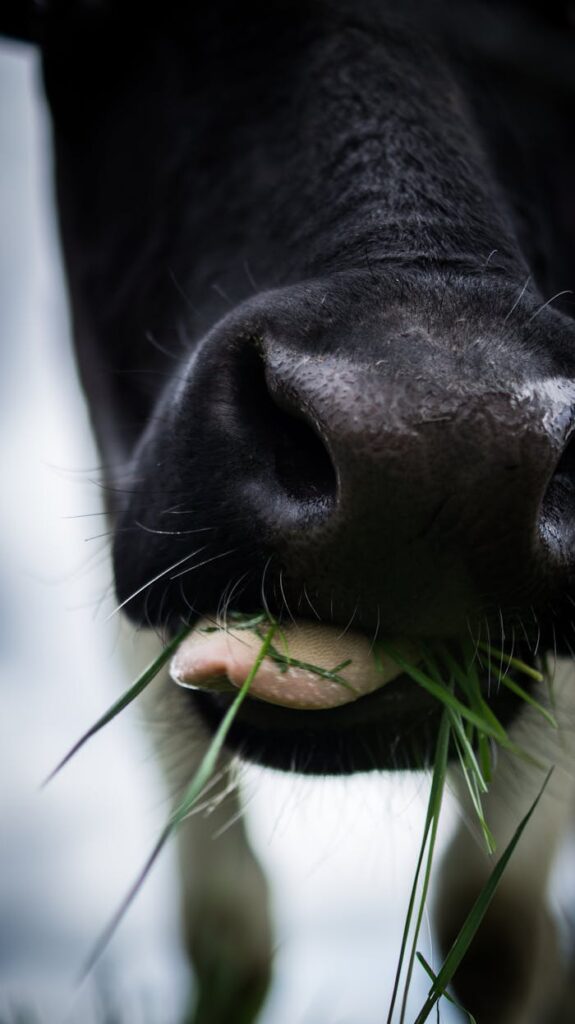 Detailed close-up of a cow's mouth chewing fresh grass outdoors.