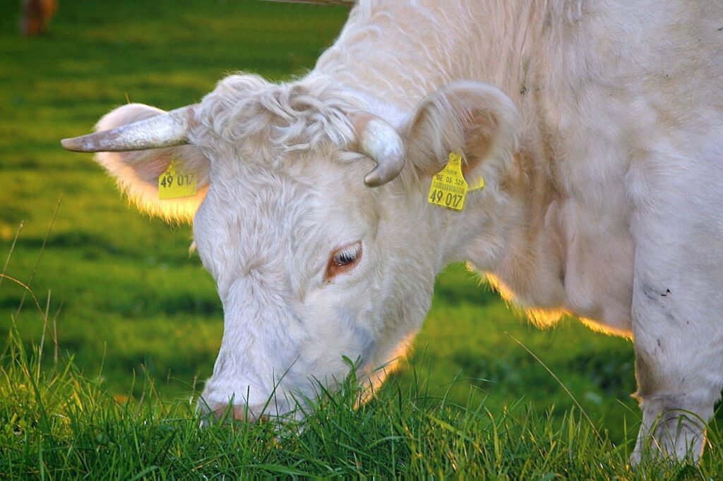 happy-cows-beef-milk-cow-cows-60509 A serene close-up of a white cow grazing in a green pasture, featuring distinct ear tags.