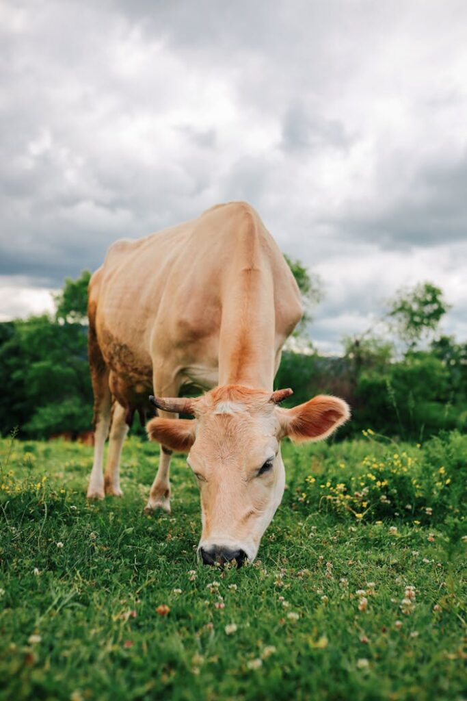 A peaceful cow grazing in a green meadow under a cloudy sky, showcasing rural life.