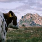 A cow standing in a meadow with a mountainous backdrop in Nordland, Norway.