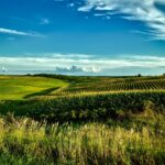Stunning summer landscape of cornfields under a bright blue sky in Onslow, Iowa.