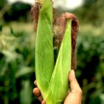 Close-up of corn cobs held in a hand against a lush green field in India.