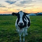 Close-up of a black and white Holstein cow in a green pasture during sunset, Germany.