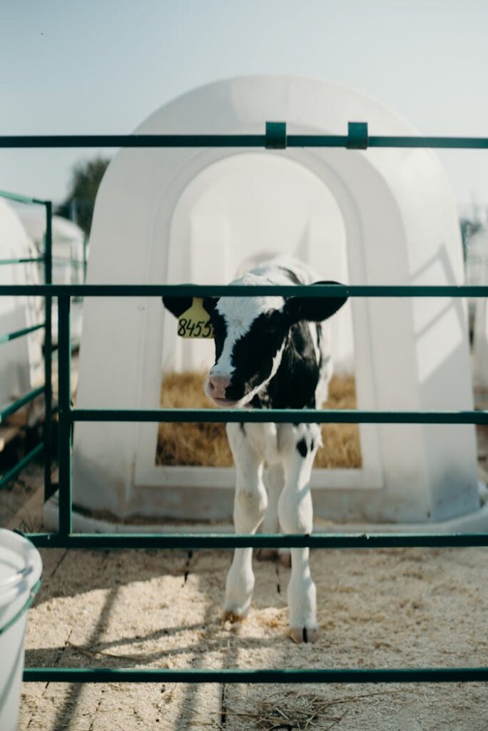 pexels-photo-3094012 A young Holstein calf standing in a farm pen, surrounded by farm structures on a sunny day.