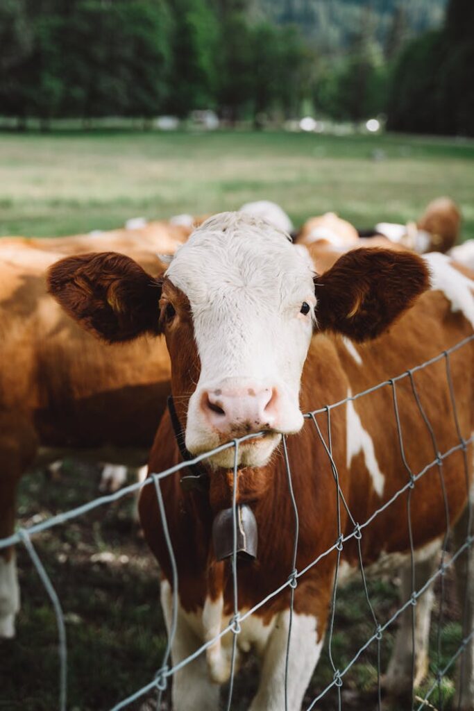 pexels-photo-3214973 Close-up of a brown and white cow in a lush Austrian countryside pasture.