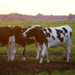 Three Holstein cows stand in a lush grassy field during sunset, creating a serene rural scene.