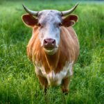 A close-up view of a brown cow standing in a lush green pasture.
