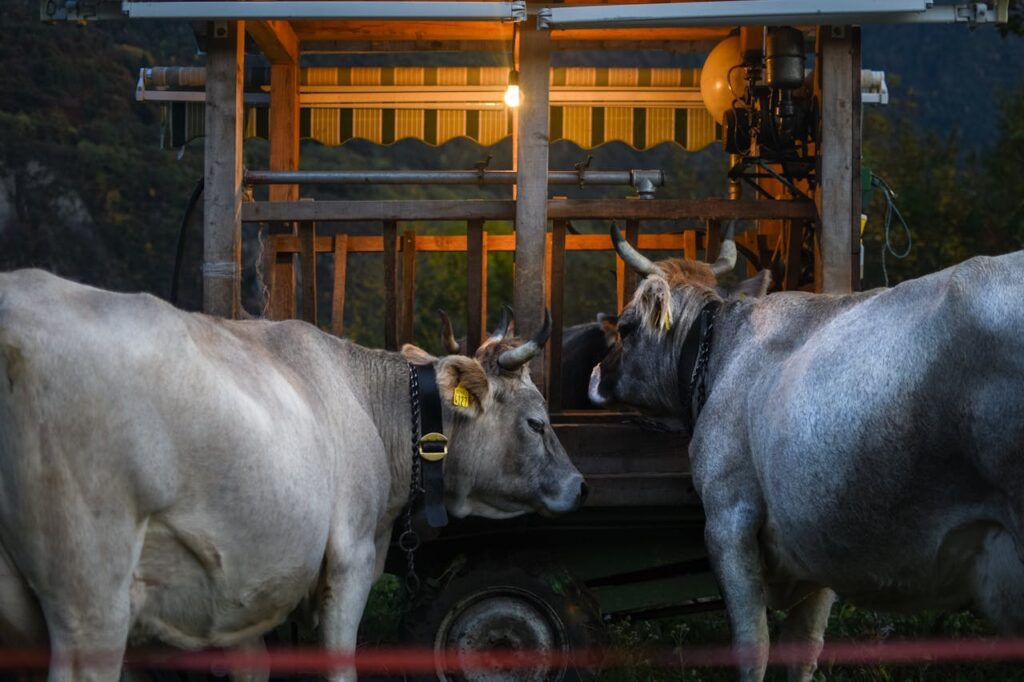 pexels-photo-5848486 Two cows beside a rustic wooden shelter lit by a warm bulb. Evening farm scene.