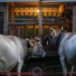 Two cows beside a rustic wooden shelter lit by a warm bulb. Evening farm scene.