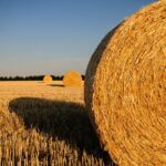 Sunlit hay bales in an open farm field, creating a warm and rustic agricultural scene.